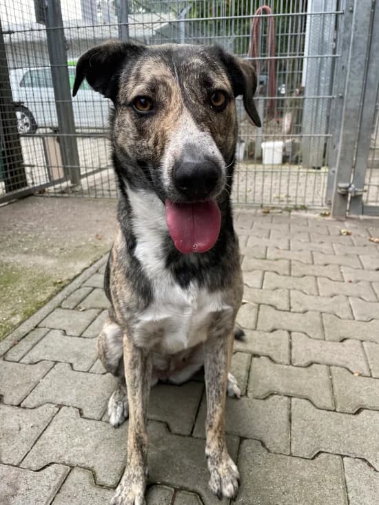 Kiwi /aka "Kiverinski", female 5yo Mixed Breed for adoption at Tierheim Heppenheim