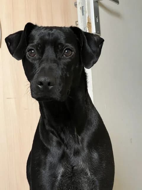 Nero, male 6yo mixed breed for adoption at Tierheim Heppenheim