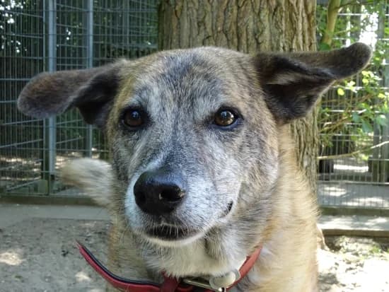 Paco /aka "Prinzessin", male senior Mixed Breed for adoption at Tierheim Heppenheim