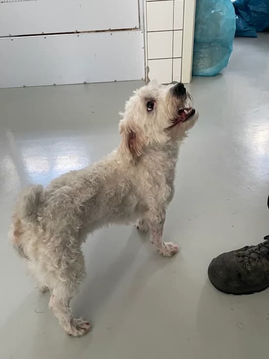 Poldi (Leopold), male 3yo Maltese for adoption at Tierheim Heppenheim
