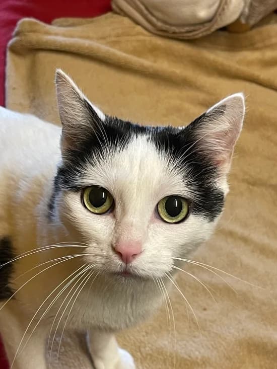 Angelina, female senior European Shorthair for adoption at Tierheim Heppenheim