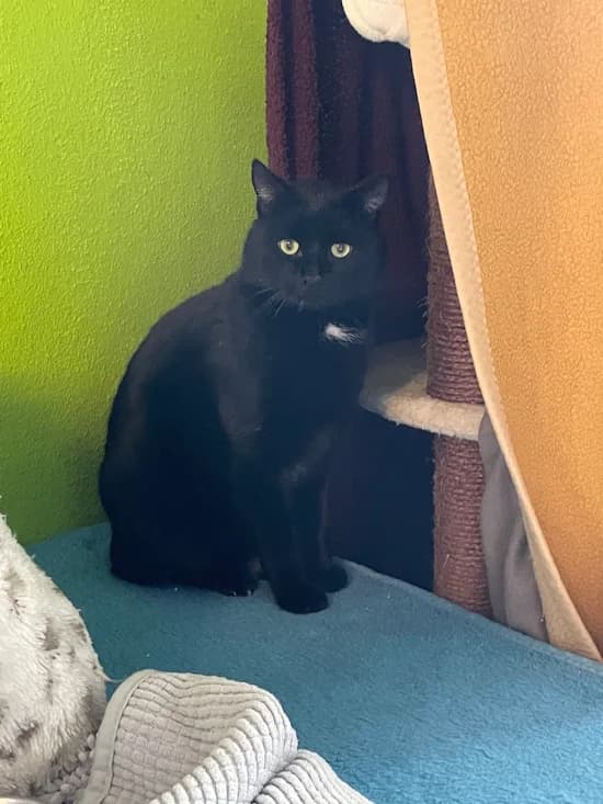 Bagheera, male 5yo European Shorthair for adoption at Tierheim Heppenheim
