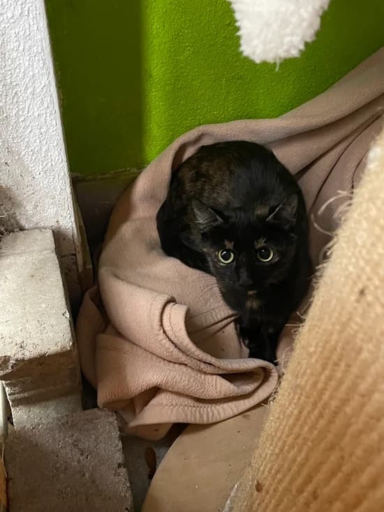Bellatrix, female young British Shorthair for adoption at Tierheim Heppenheim