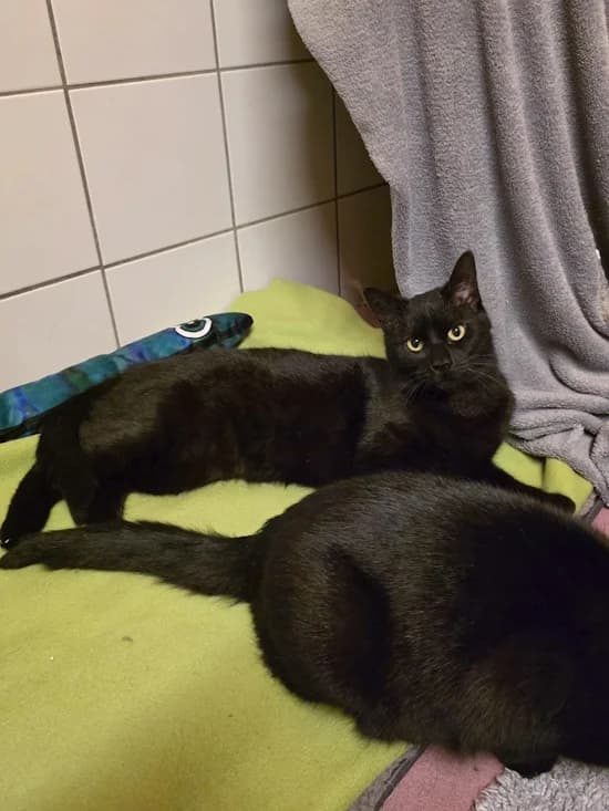 Nele, female 6yo European Shorthair for adoption at Tierheim Heppenheim