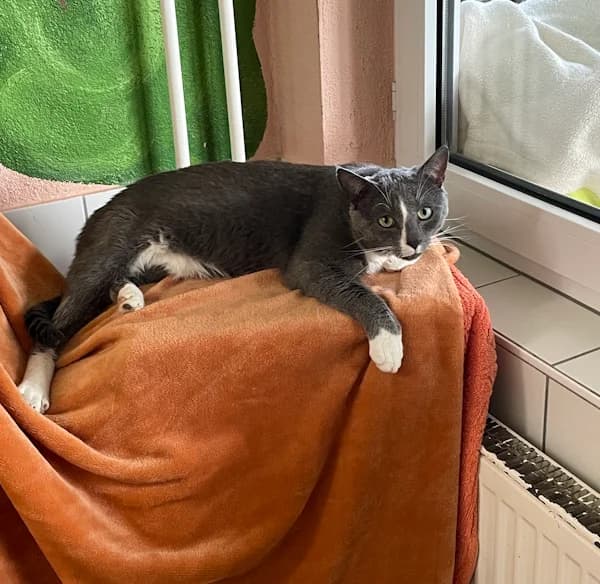Blue, male young European Shorthair for adoption at Tierheim Heppenheim