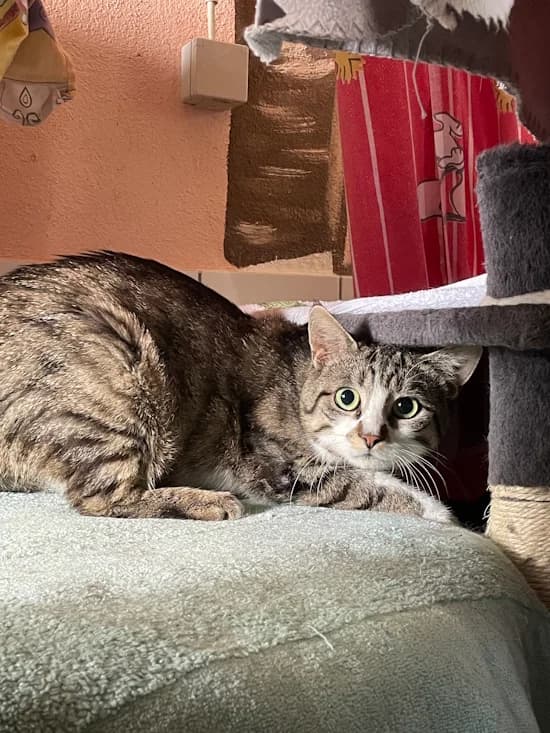 Bobby, male 3yo European Shorthair for adoption at Tierheim Heppenheim