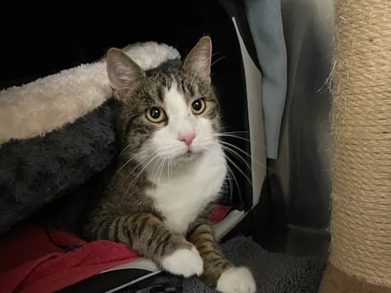 Charly, male senior European Shorthair for adoption at Tierheim Heppenheim