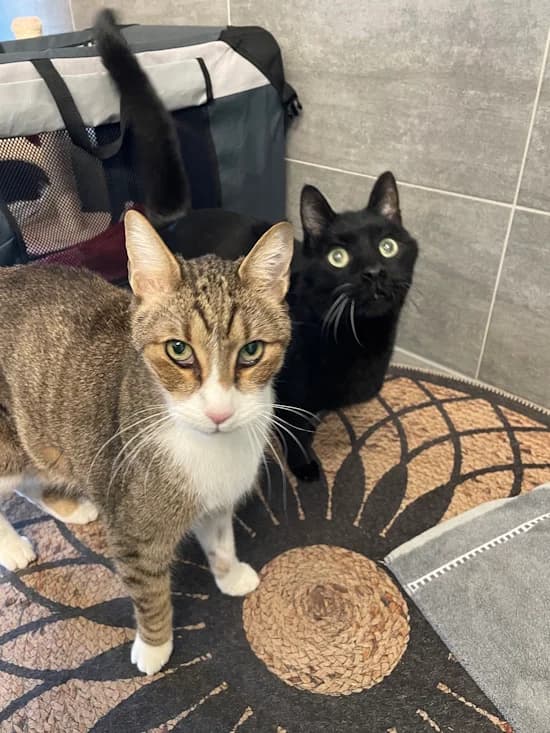 Hanroun & Amir, male senior European Shorthair for adoption at Tierheim Heppenheim