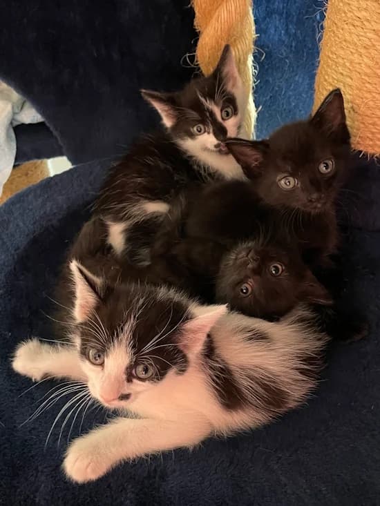 Kitten, puppy European Shorthair for adoption at Tierheim Heppenheim