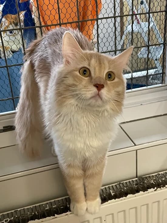 Molli, male young Maine Coon for adoption at Tierheim Heppenheim