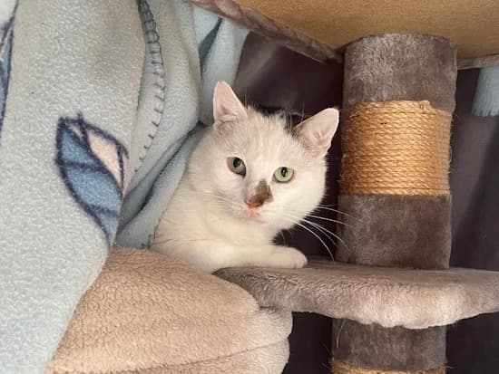 Moritz, male 3yo European Shorthair for adoption at Tierheim Heppenheim