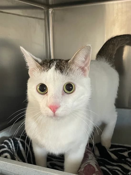 Nalo, male young European Shorthair for adoption at Tierheim Heppenheim