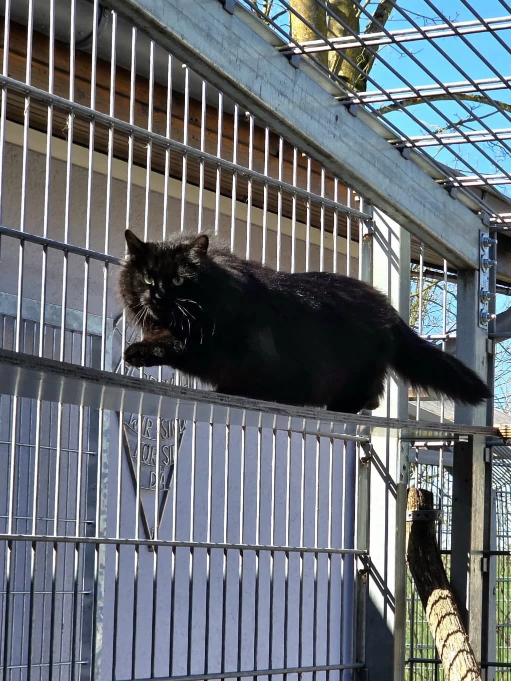 Nessi, female 5yo European Shorthair for adoption at Tierheim Heppenheim