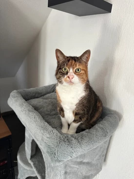Nici, female senior European Shorthair for adoption at Tierheim Heppenheim