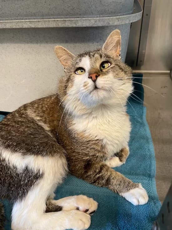 Paddington, male 6yo European Shorthair for adoption at Tierheim Heppenheim