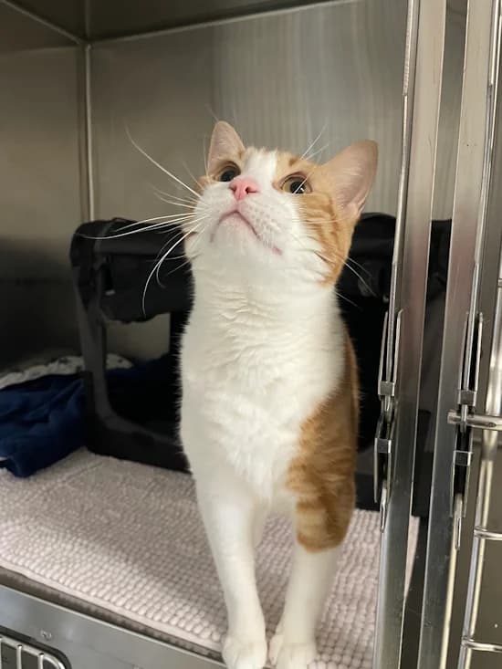 Pumpkin, male 7yo European Shorthair for adoption at Tierheim Heppenheim