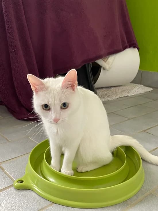 Ronja, female 3yo European Shorthair for adoption at Tierheim Heppenheim