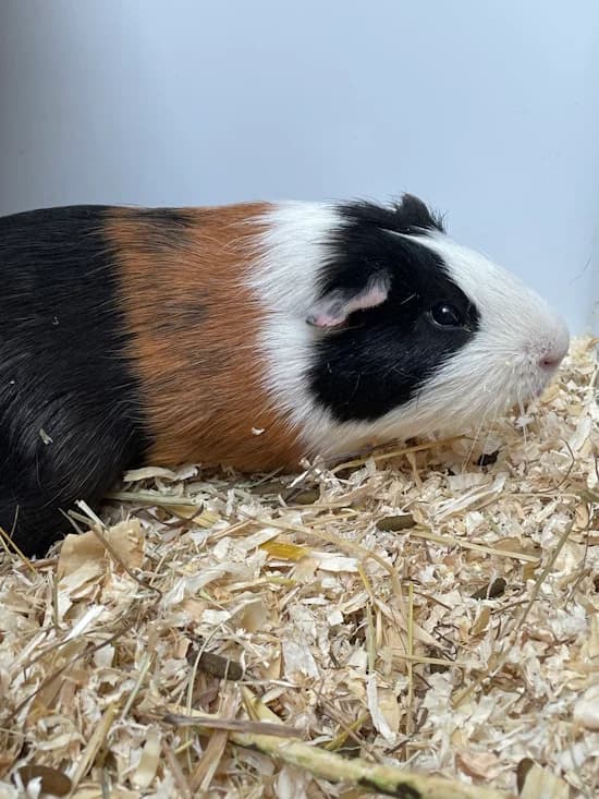 Anton, male mixed breed for adoption at Tierheim Heppenheim