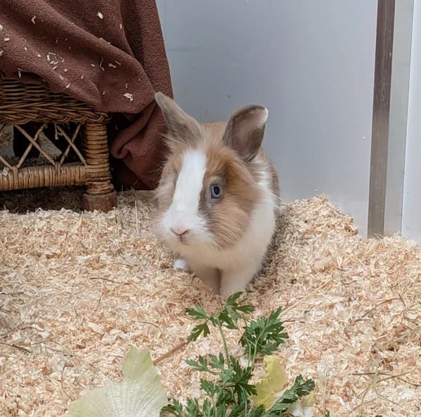 Ben, male young mixed breed for adoption at Tierheim Heppenheim