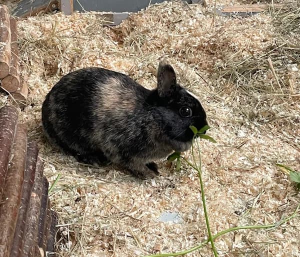 Cindy, female young mixed breed for adoption at Tierheim Heppenheim