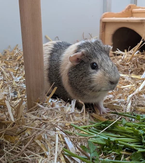 Eddy, male young mixed breed for adoption at Tierheim Heppenheim