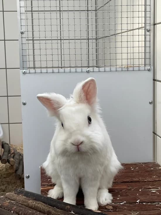 Klopfer, weiß male 4yo mixed breed for adoption at Tierheim Heppenheim