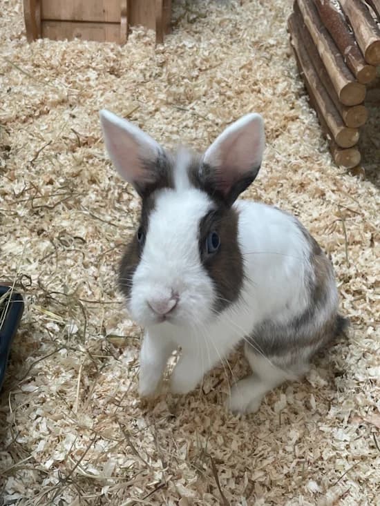 Kobold, male young mixed breed for adoption at Tierheim Heppenheim