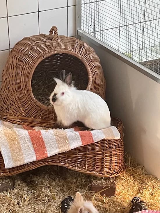 Malenkaya, female young mixed breed for adoption at Tierheim Heppenheim