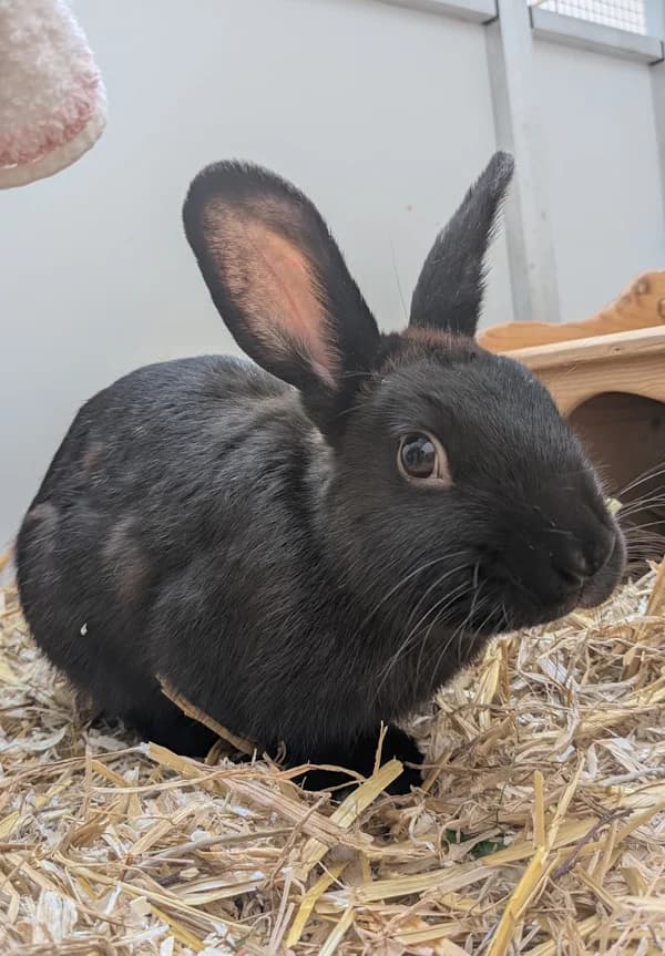 Murmel, male young mixed breed for adoption at Tierheim Heppenheim