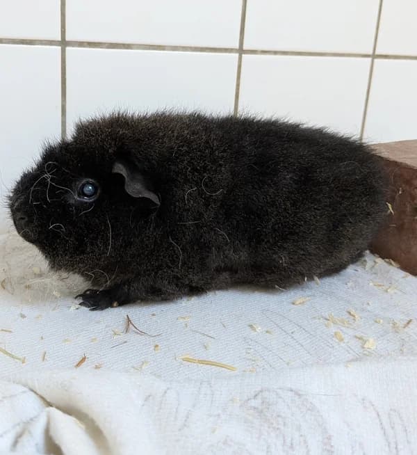 Neville, male 3yo mixed breed for adoption at Tierheim Heppenheim