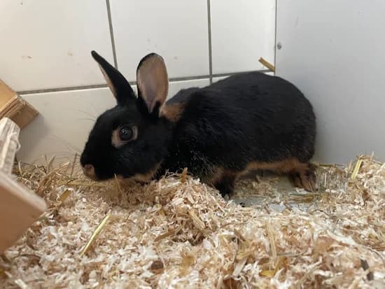 Rosi, female 4yo mixed breed for adoption at Tierheim Heppenheim