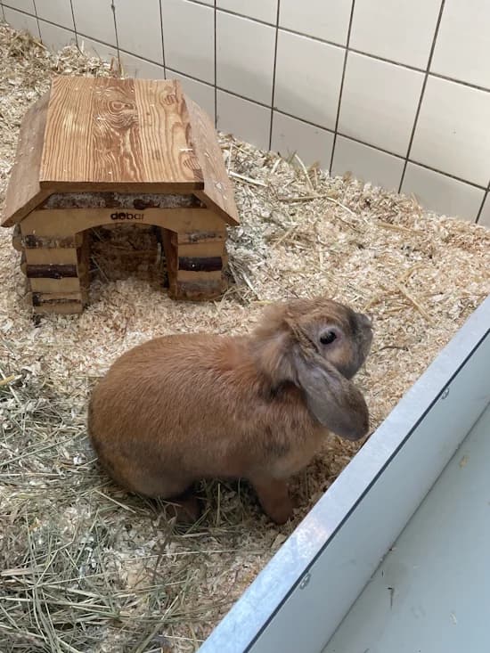 Rosso & Feline, 3yo mixed breed for adoption at Tierheim Heppenheim