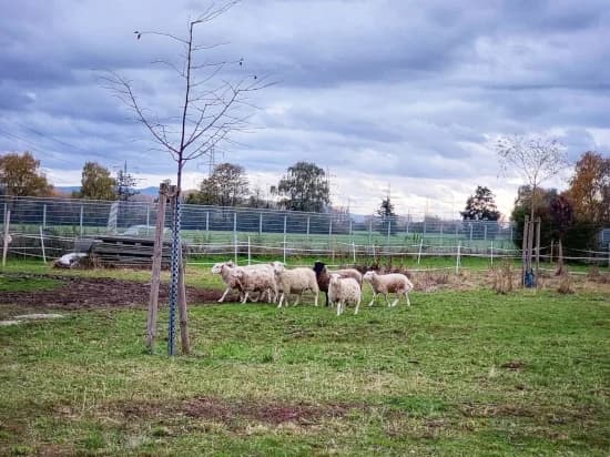 7 Schafe, mixed breed for adoption at Tierheim Heppenheim