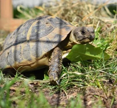 Landschildkröten, sand mixed breed for adoption at Tierheim Heppenheim