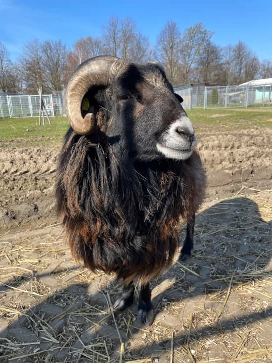 Victor, male mixed breed for adoption at Tierheim Heppenheim