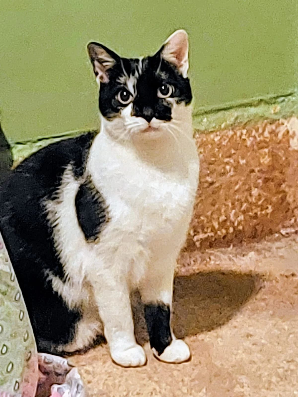 Änni, female mixed breed for adoption at Tierheim Herford, Herford