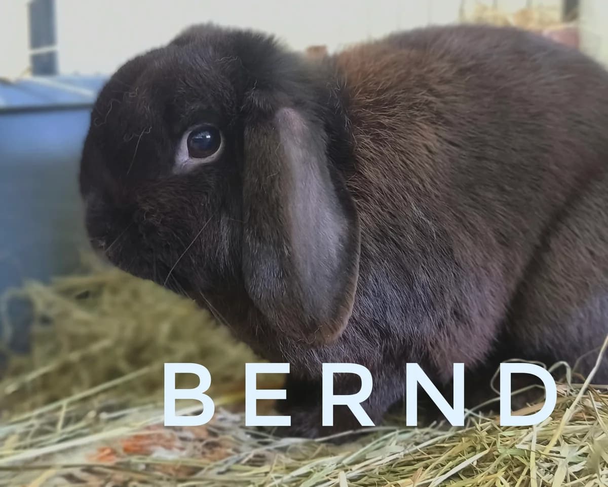 Bernd, male mixed breed for adoption at Tierheim Herford, Herford