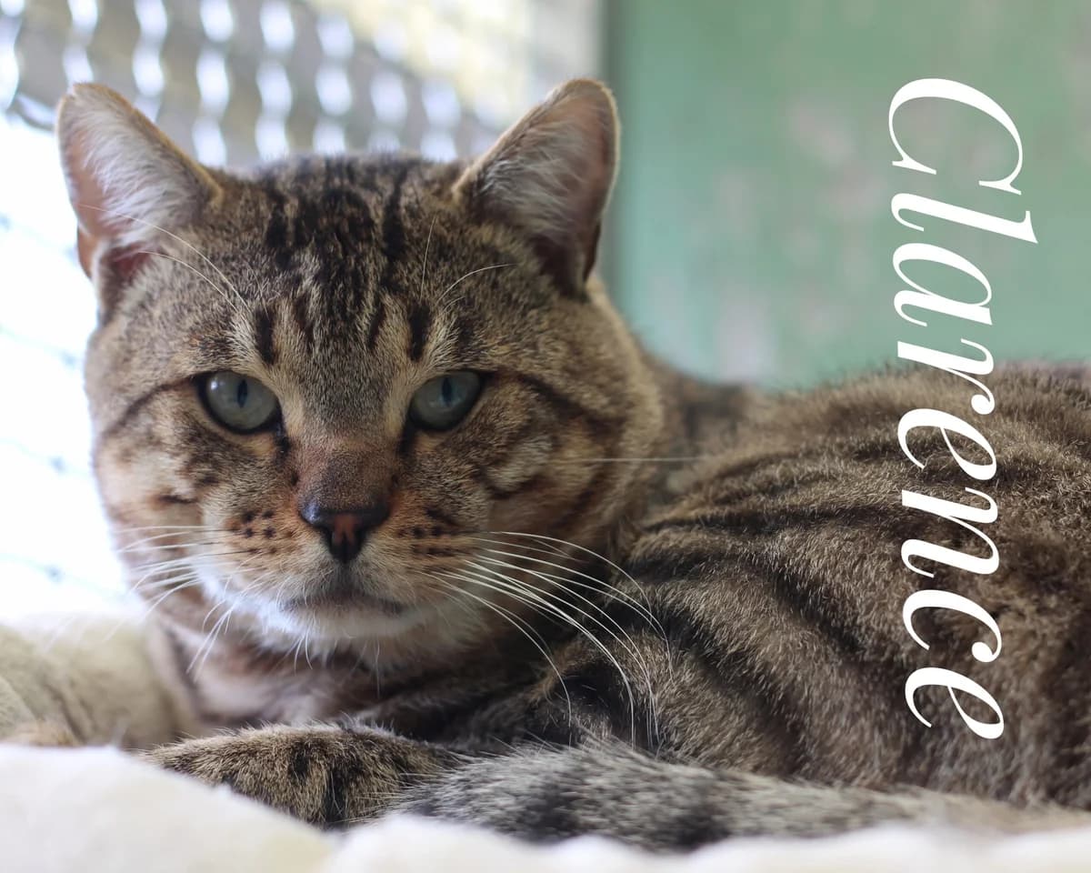 Clarence, male Mixed Breed for adoption at Tierheim Herford, Herford