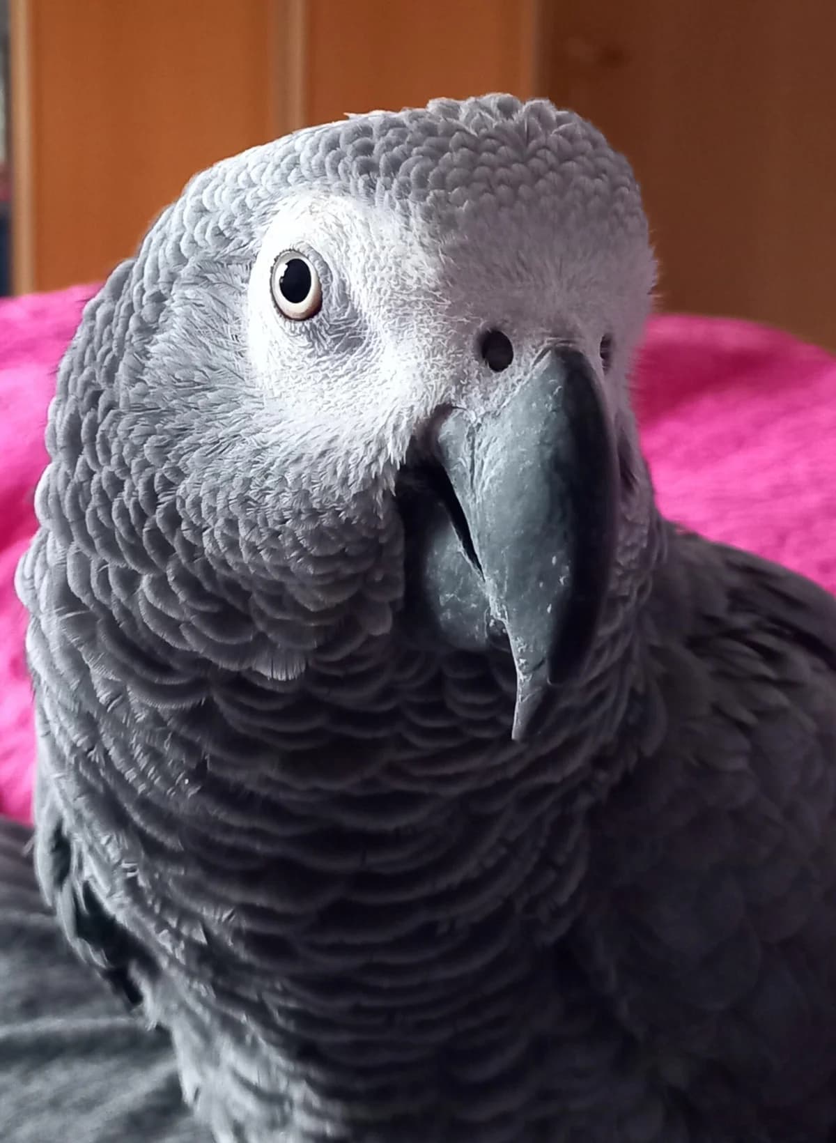 Coco, male mixed breed for adoption at Tierheim Herford, Herford