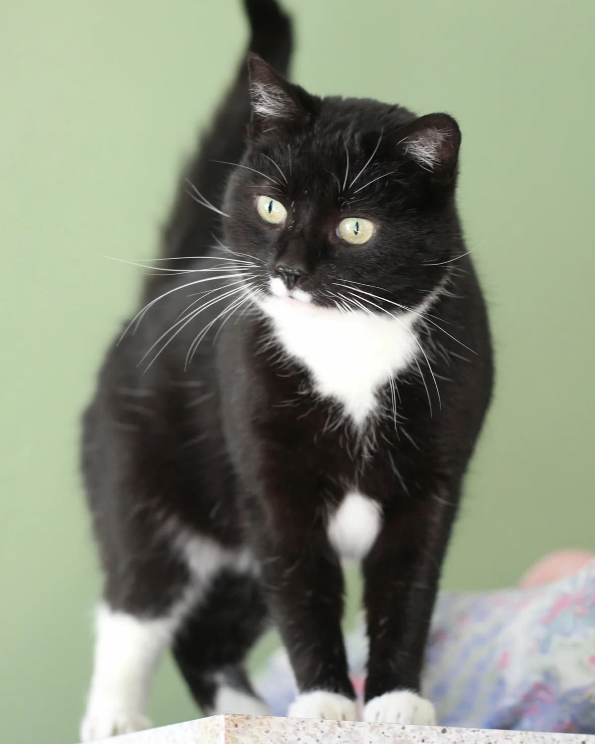 Donna, female Mixed Breed for adoption at Tierheim Herford, Herford