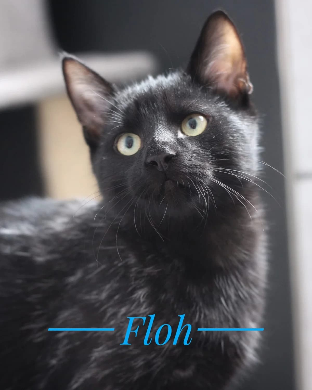 Fee und Floh, male European Shorthair for adoption at Tierheim Herford, Herford
