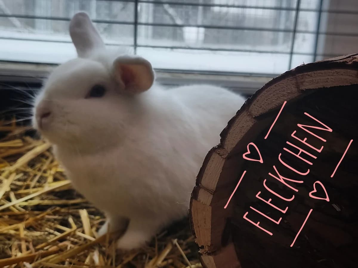 Fleckchen, female mixed breed for adoption at Tierheim Herford, Herford