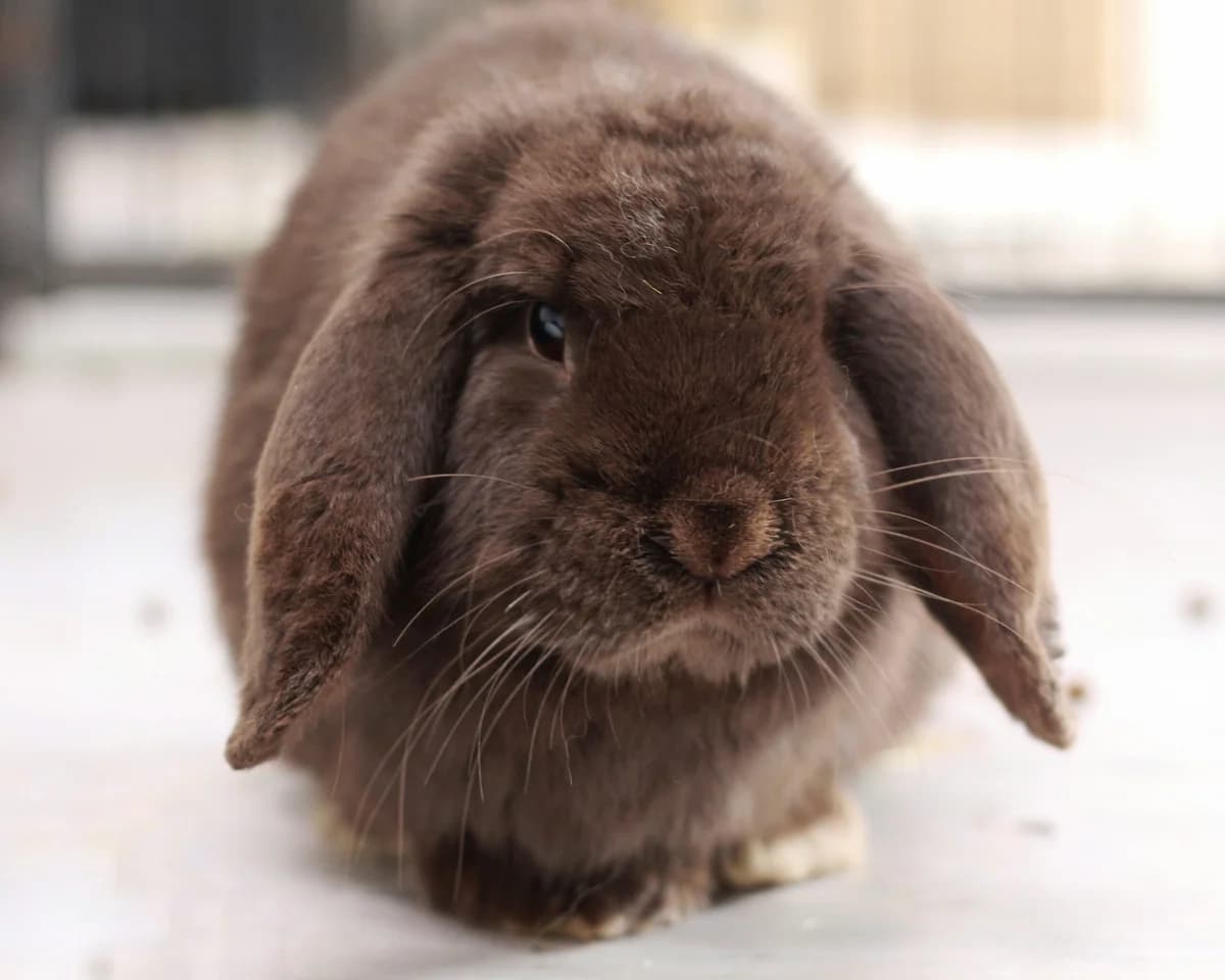 Heiner, male mixed breed for adoption at Tierheim Herford, Herford