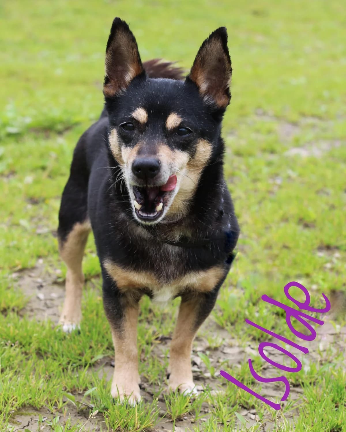 Isolde, female puppy Mixed Breed for adoption at Tierheim Herford, Herford