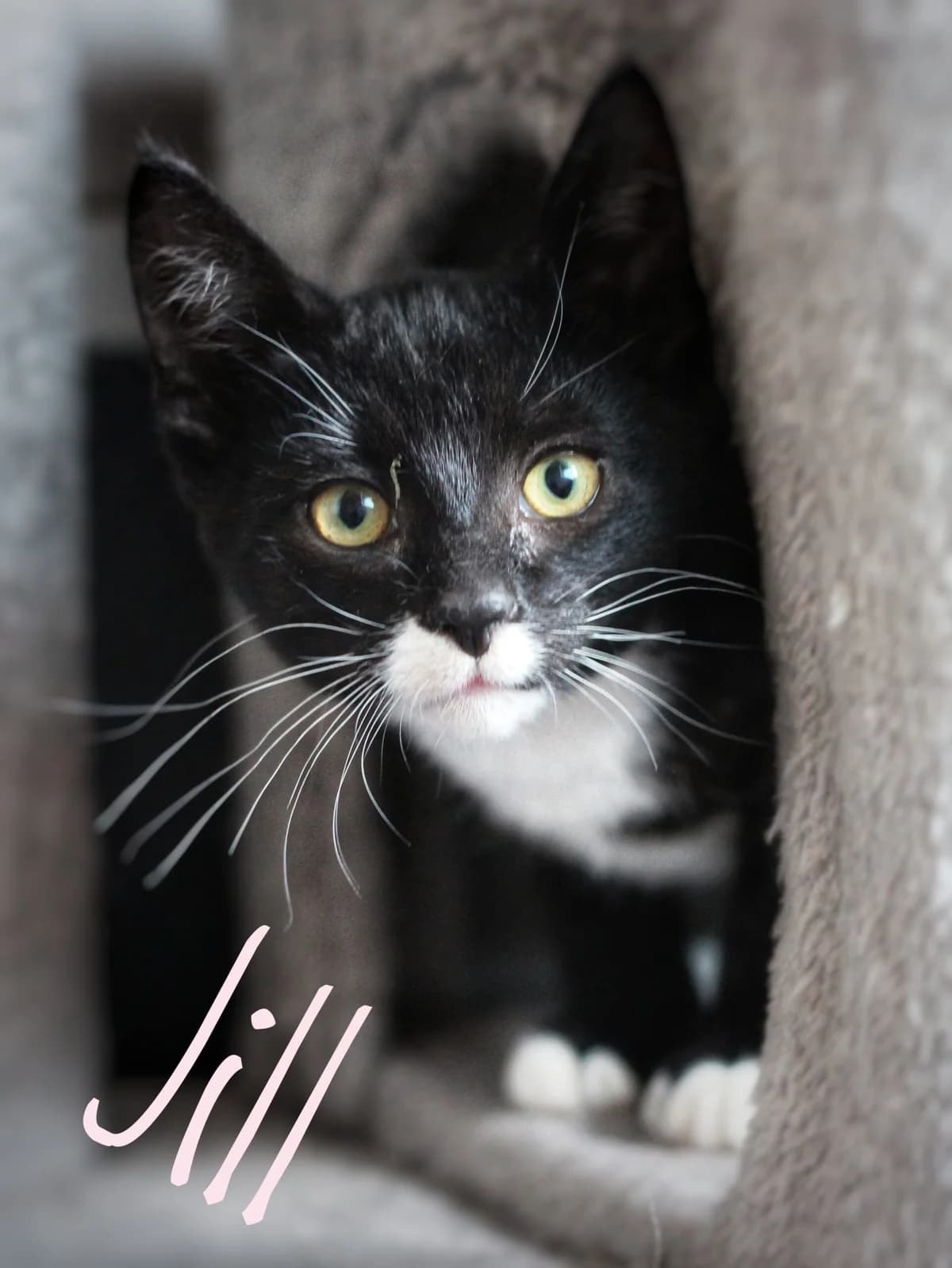 Jill, female European Shorthair for adoption at Tierheim Herford, Herford