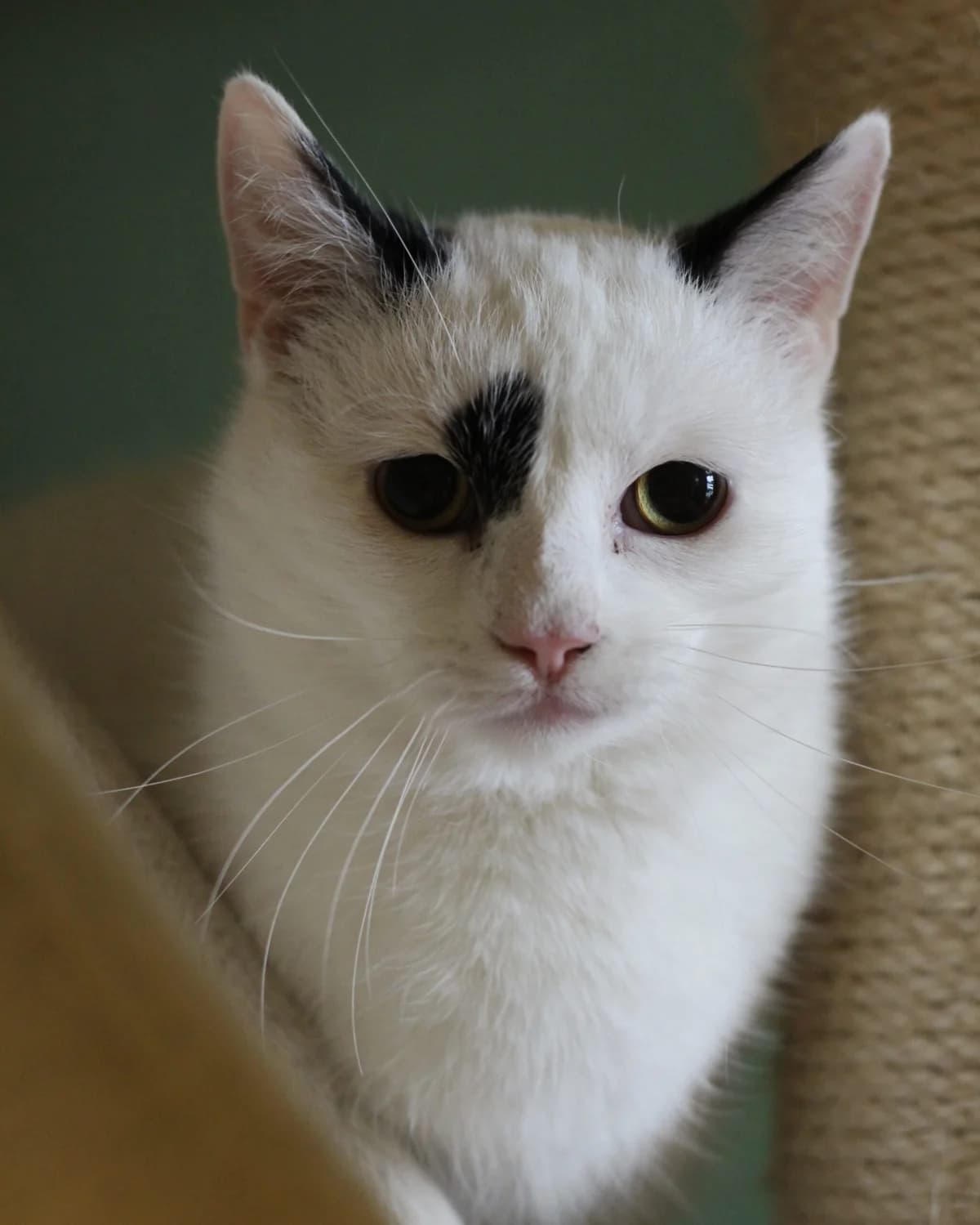 Joey, male Mixed Breed for adoption at Tierheim Herford, Herford