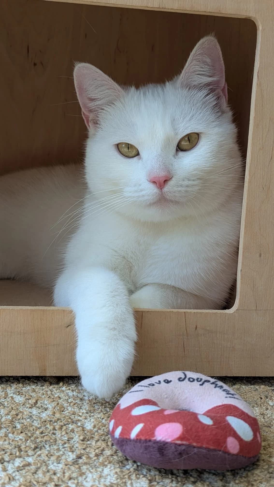 Kaya, female 4yo mixed breed for adoption at Tierheim Herford, Herford