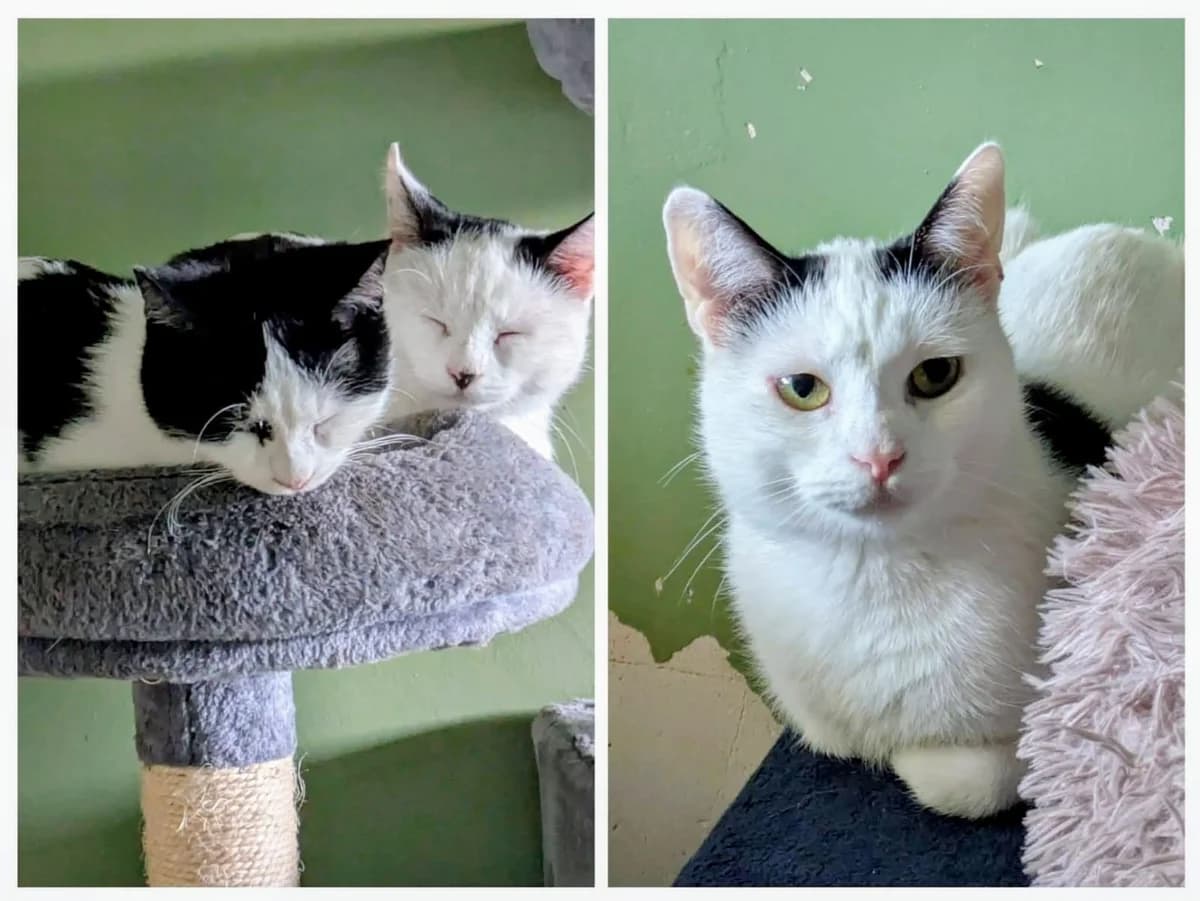 Kenzo, male mixed breed for adoption at Tierheim Herford, Herford