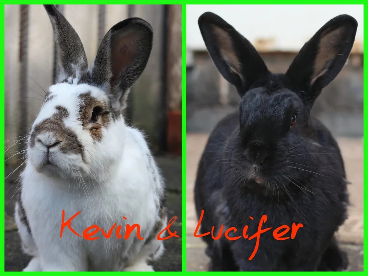 Kevin u. Luzifer, male 6yo mixed breed for adoption at Tierheim Herford, Herford
