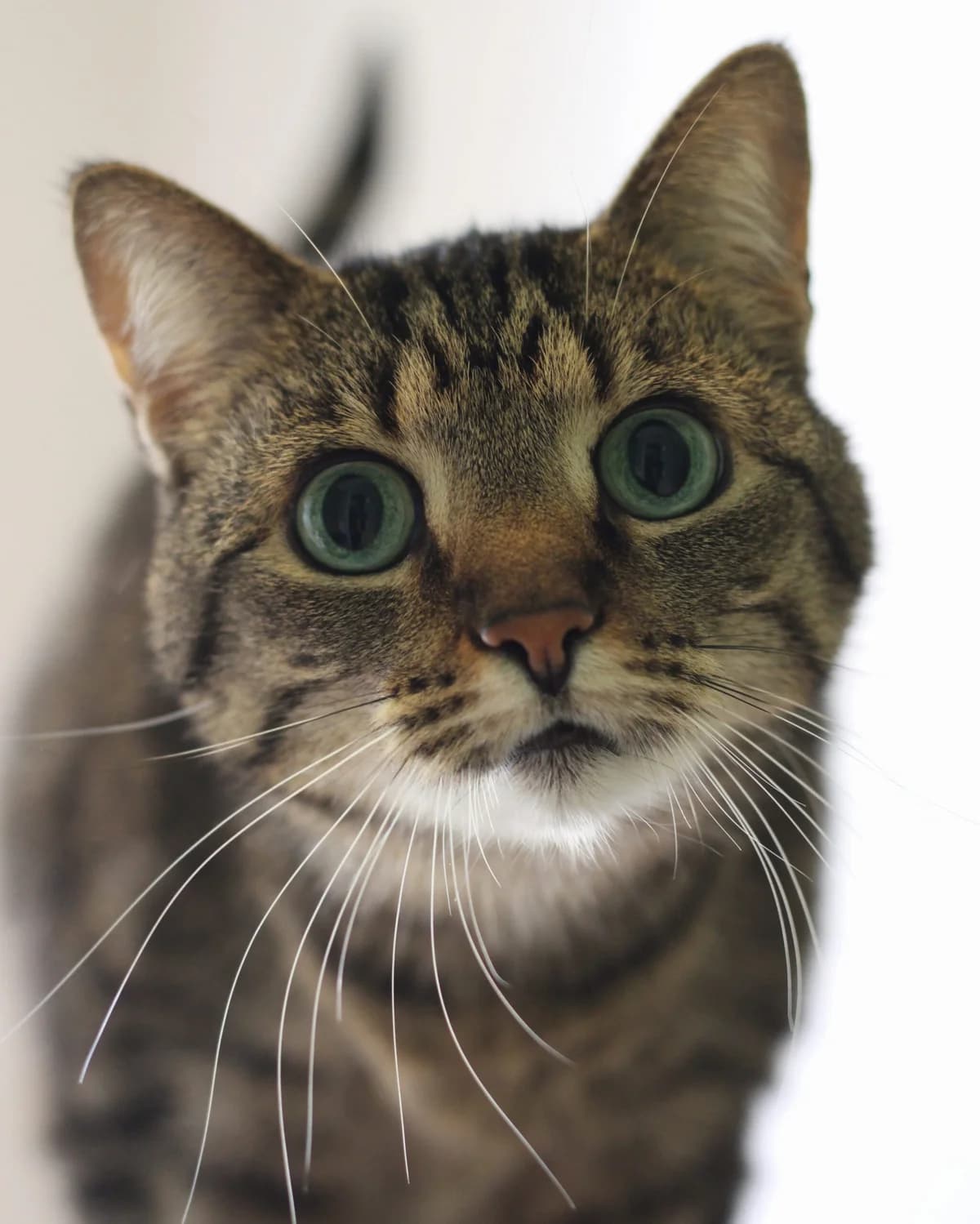 Kira, female Mixed Breed for adoption at Tierheim Herford, Herford